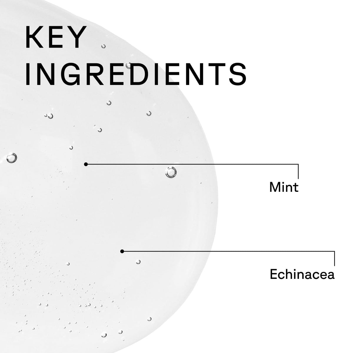 Acure peppermint and echinacea botanicals highlighting scalp-refreshing benefit
