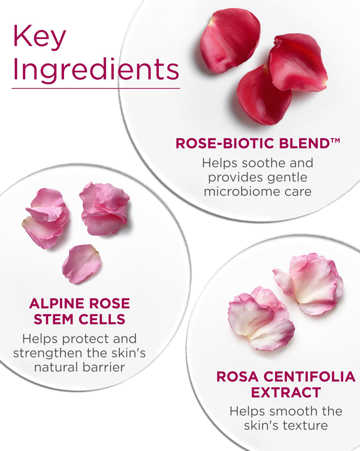 Andalou Naturals ingredients flatlay with Alpine rose and Rosa centifolia highlighting natural origins