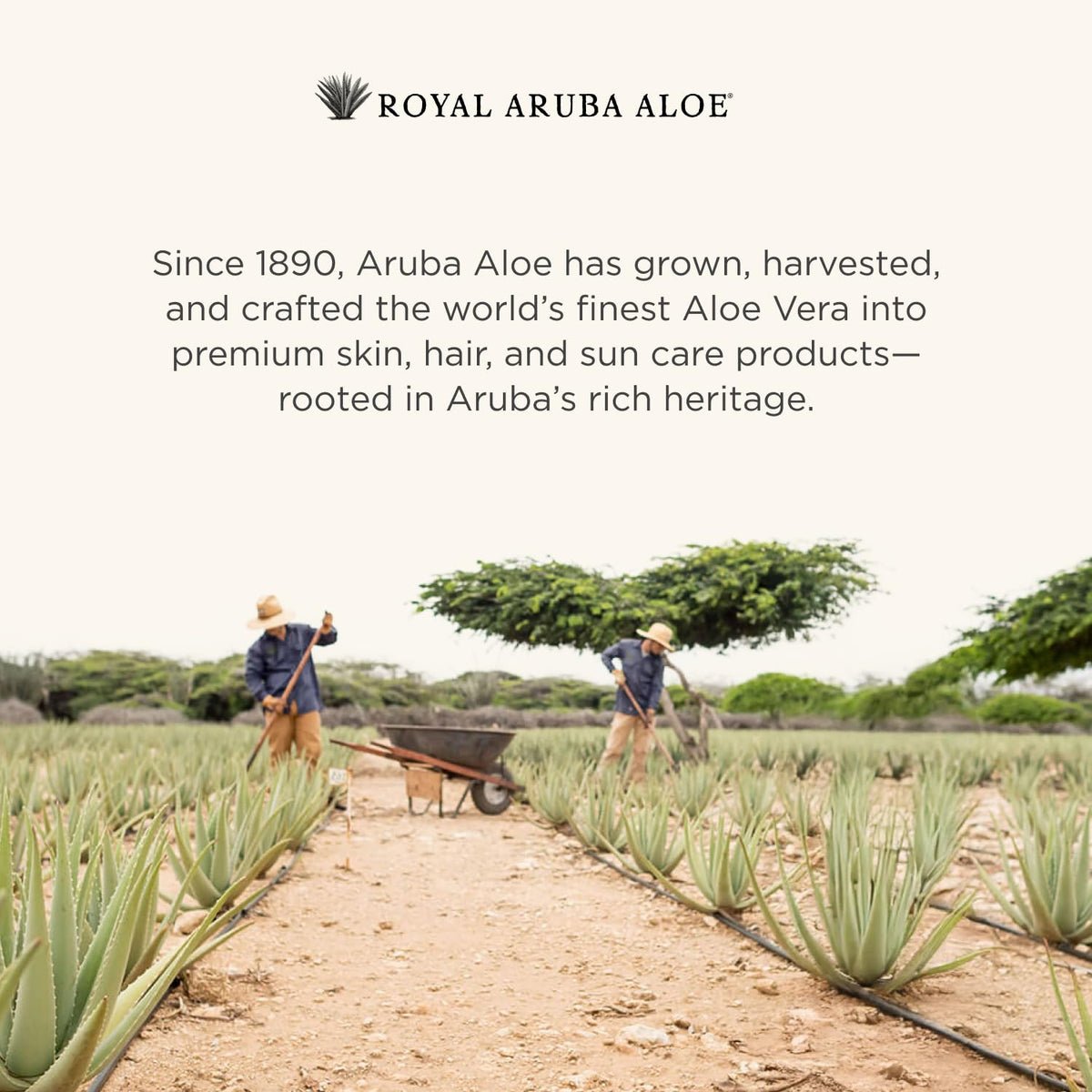 ARUBA ALOE ingredient label close-up listing aloe, vitamin E, and jojoba oil benefits