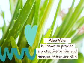 babo botanicals aloe vera and rosemary ingredients highlighting nourishment