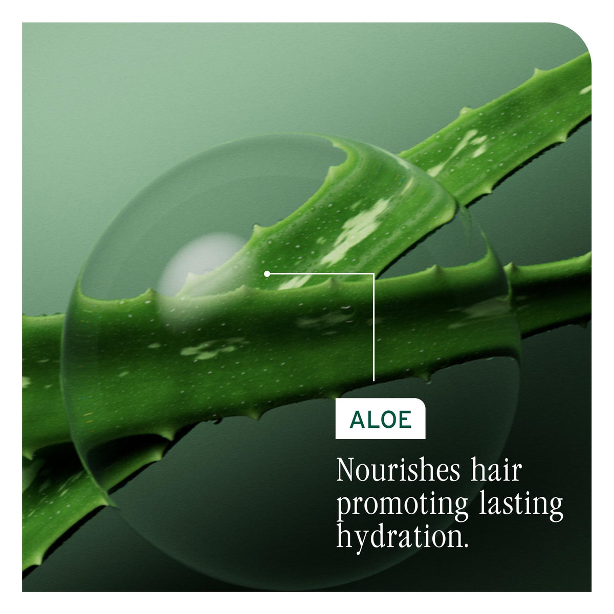 Biolage before and after hair showing improved softness and shine
