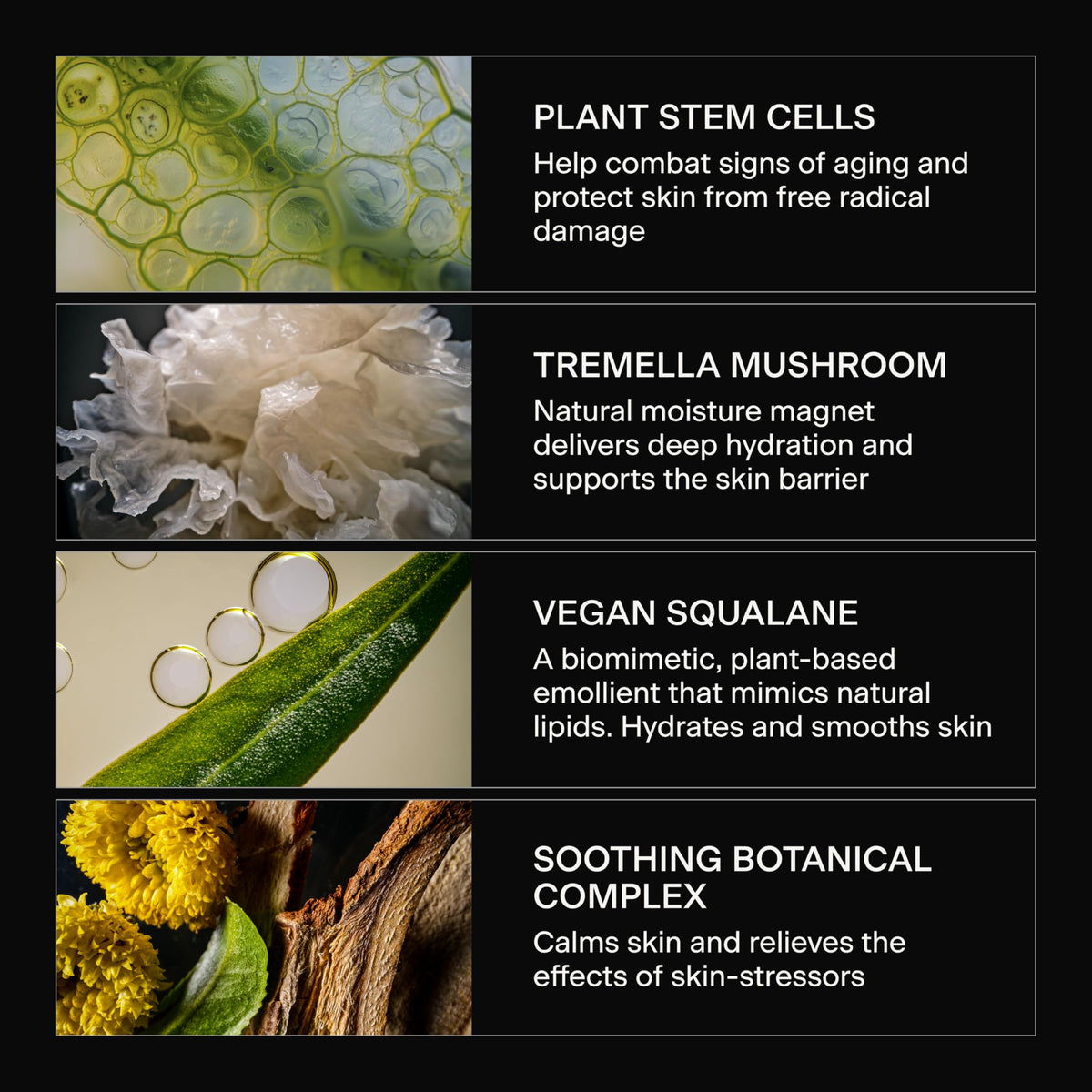 Caldera + Lab botanical ingredients flatlay highlighting natural actives