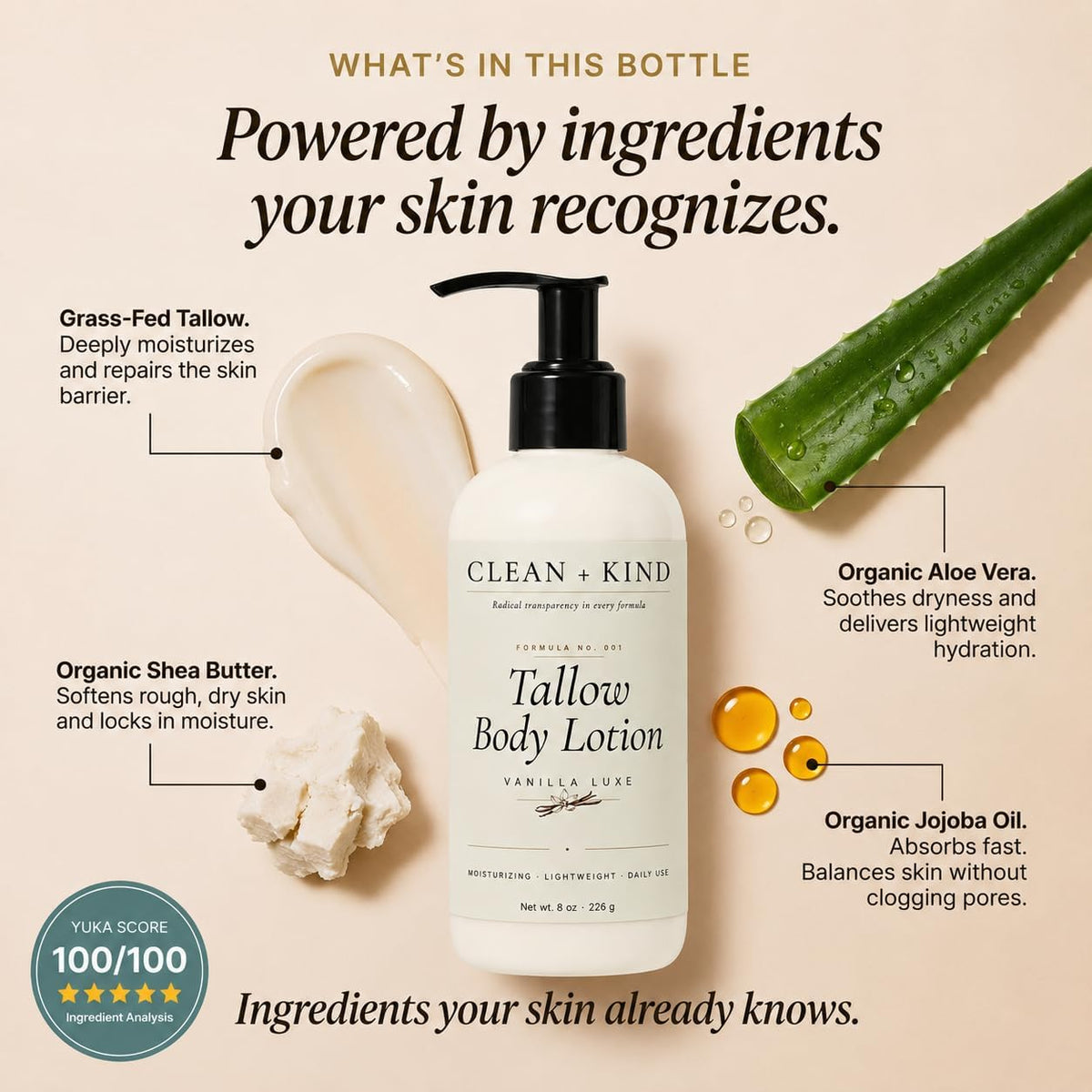 Clean + Kind ingredients closeup highlighting organic shea and jojoba benefits