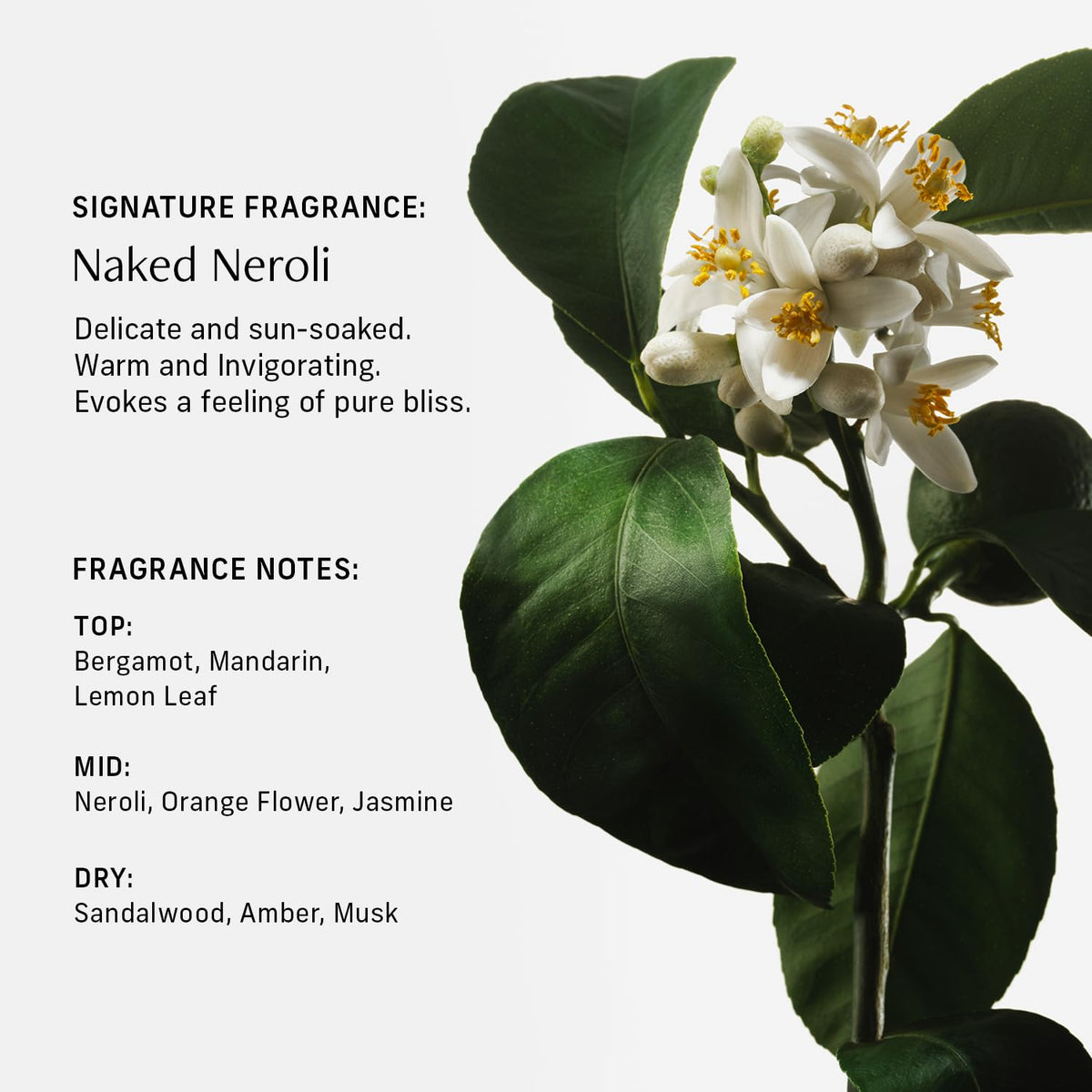CYKLAR pouring oils and ingredients highlighting nourishing multi-oil complex