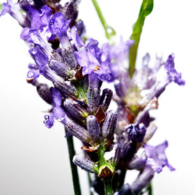 Davidoff Cool Water in hand showing 5 fl oz scale for travel-friendly benefit