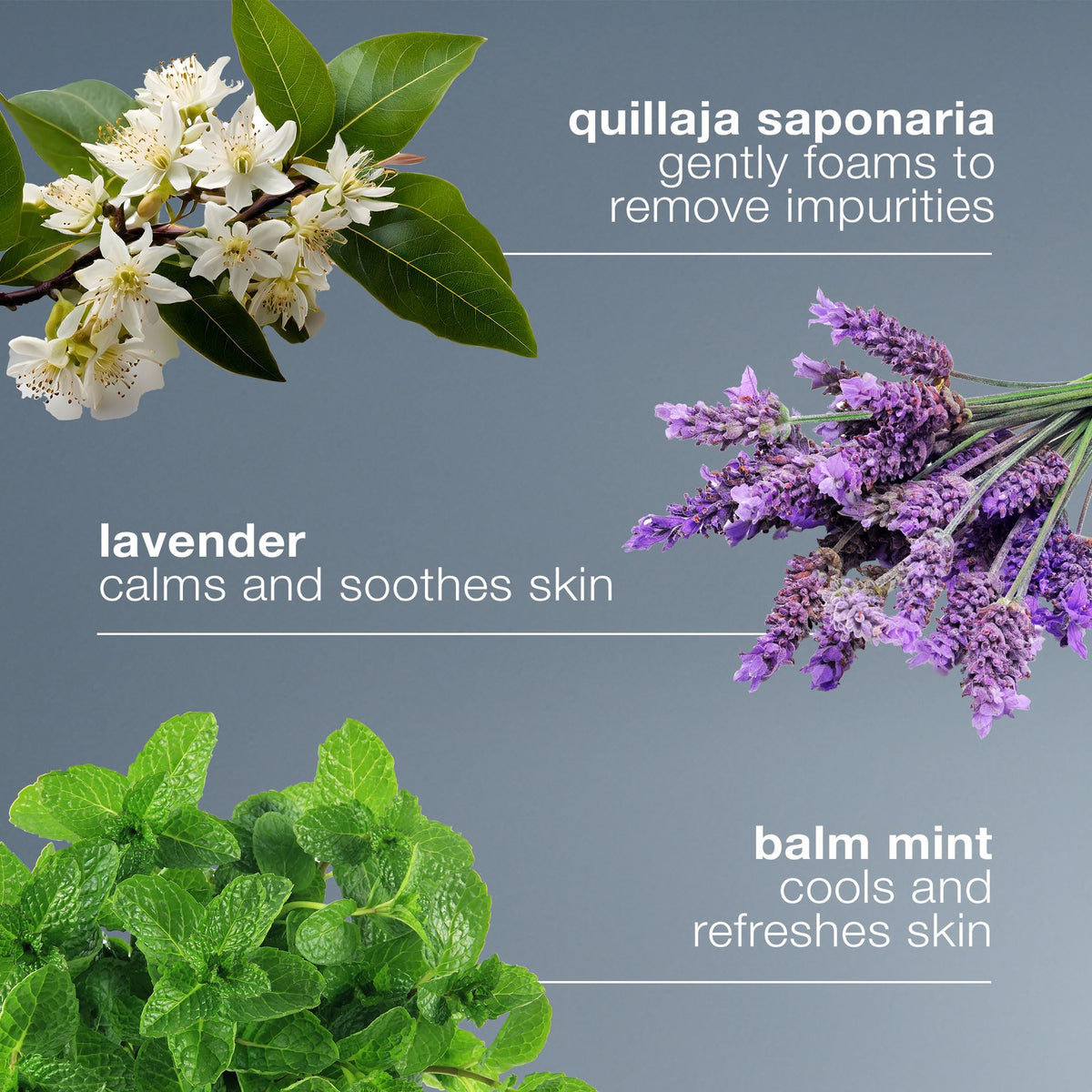 Dermalogica lather in hand illustrating gentle foaming and effective cleanse