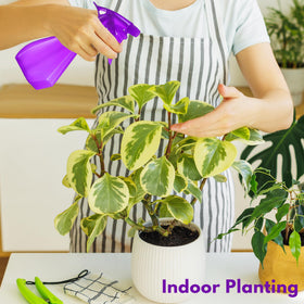 DilaBee misting indoor plant leaves demonstrating fine mist for gentle watering benefit