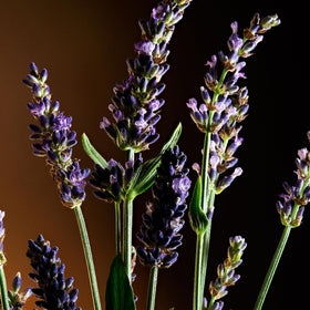 Dolce&Gabbana note composition with basil lavender and sandalwood visuals, clarifies scent profile