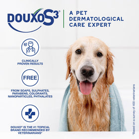Applying Douxo mousse on dog to control sebum and reduce flaky skin odor