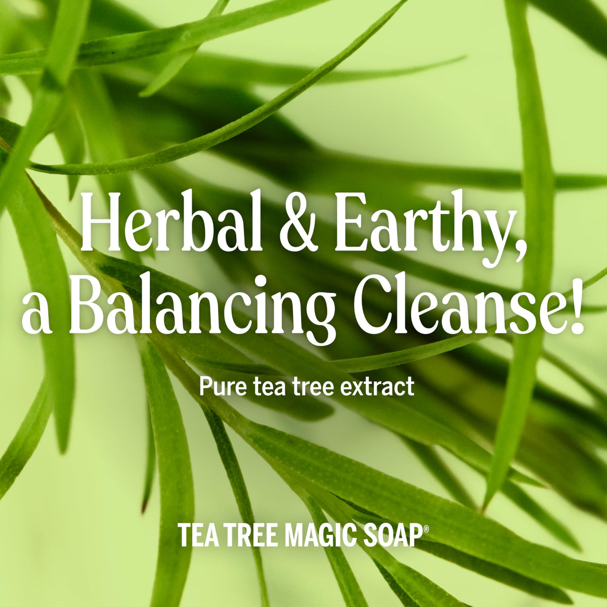 Dr. Bronner's tea tree label and ingredients list emphasizing organic sourcing