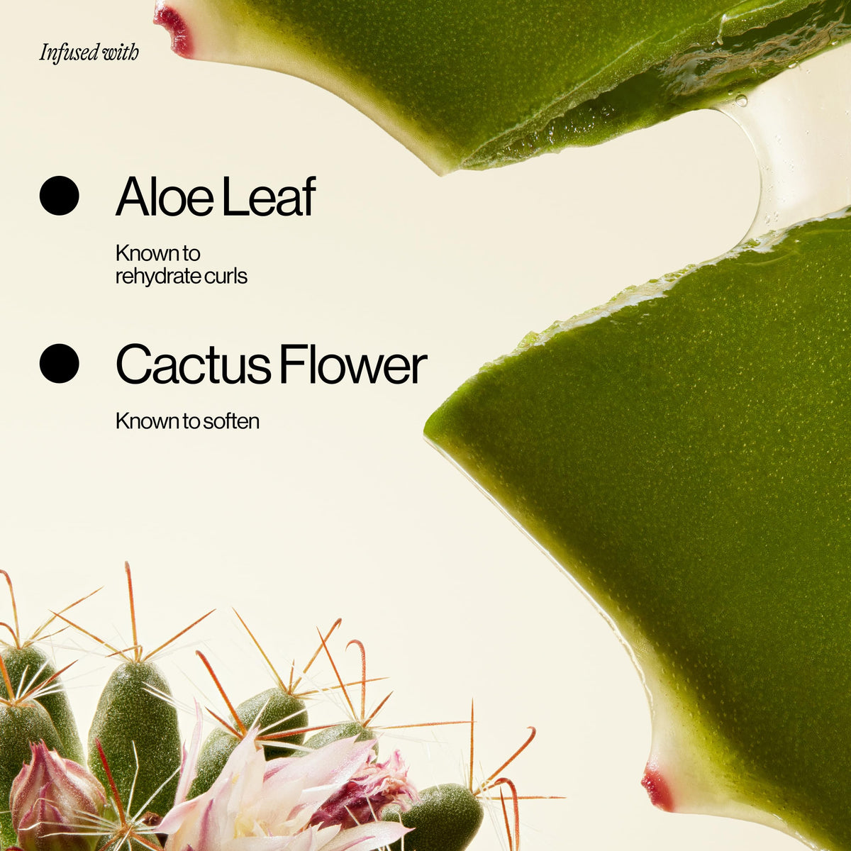 EVA·NYC close-up of aloe and cactus flower, showing hydration and softening benefits