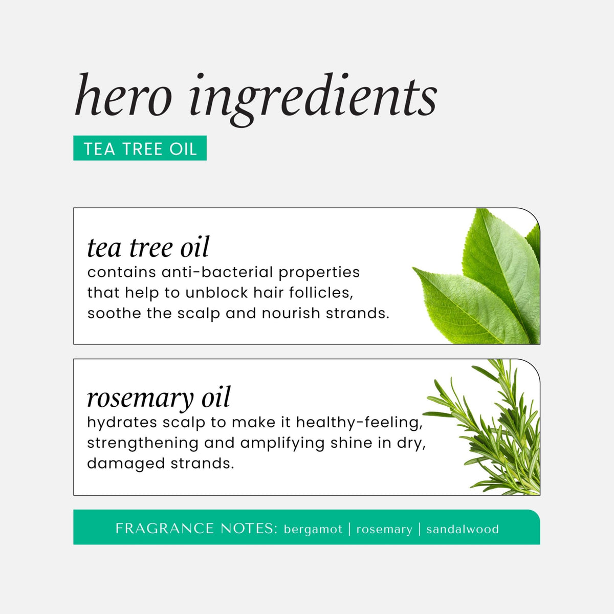 HASK tea tree and rosemary oils beside bottle to show botanical ingredients
