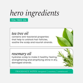 HASK tea tree and rosemary oils beside bottle to show botanical ingredients