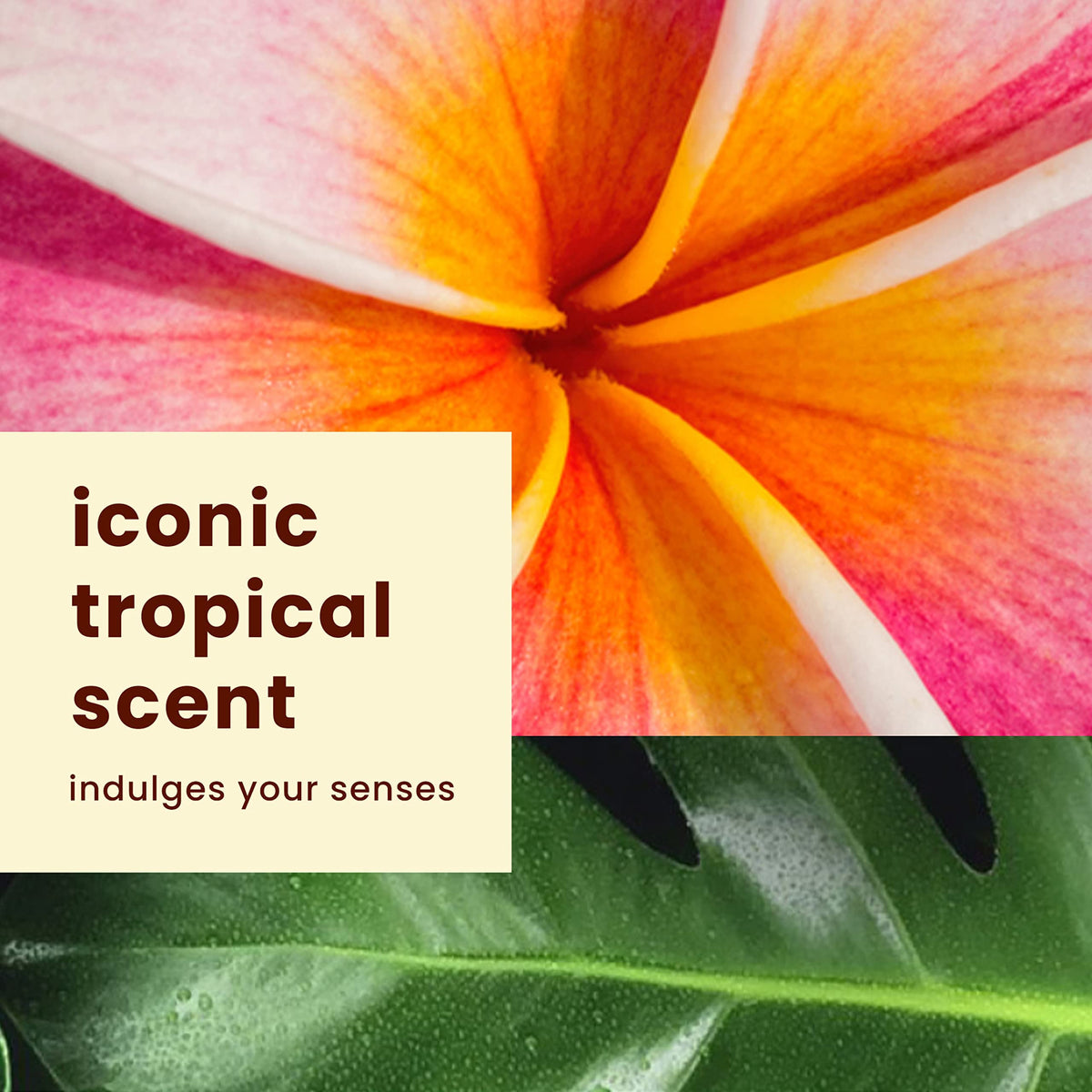 Hawaiian Tropic coconut and kukui nut botanicals representing hydration and scent