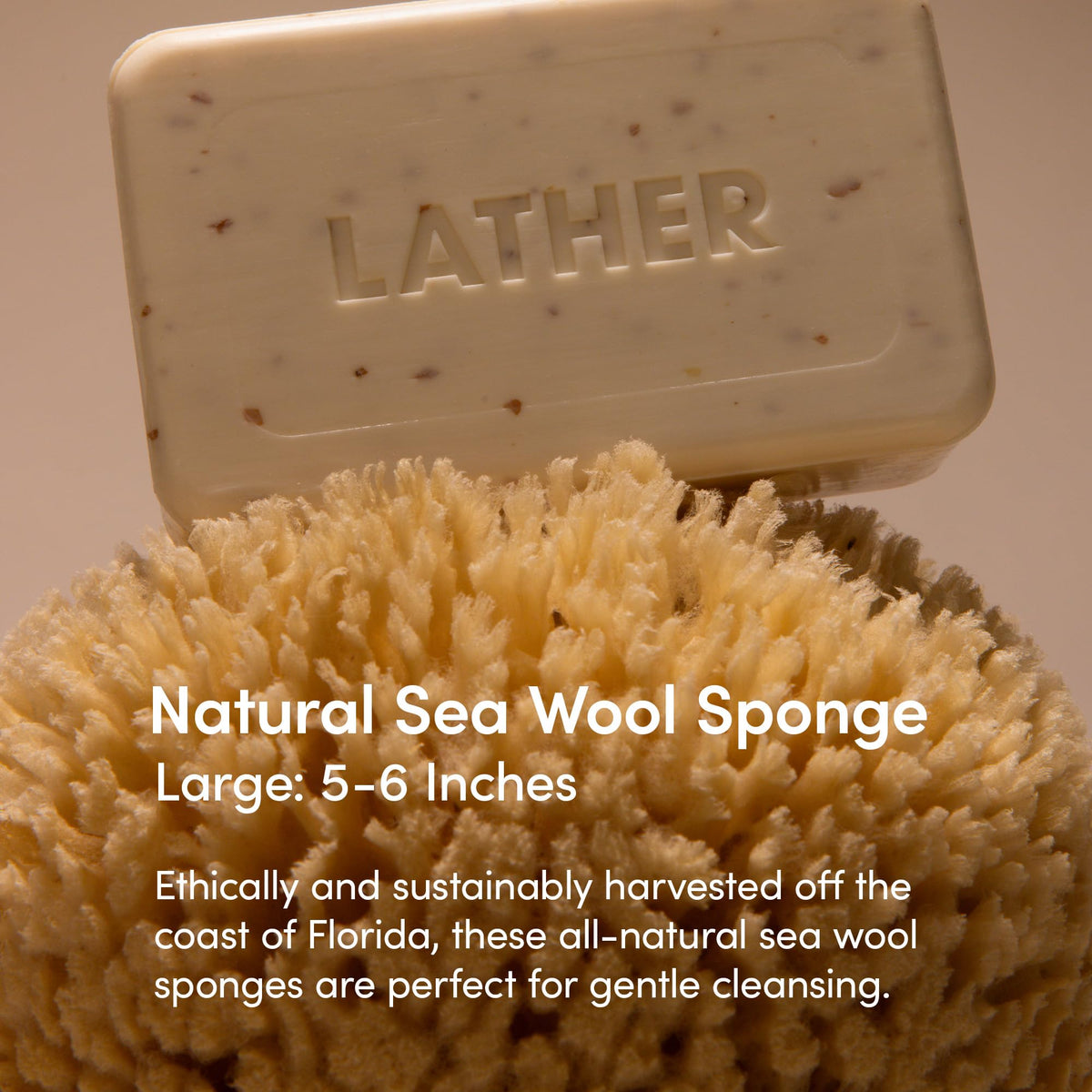 LATHER close-up texture of sponge pores for gentle exfoliation