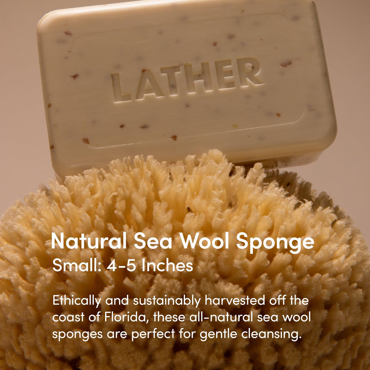 LATHER close-up texture of sea wool sponge revealing soft pores for gentle exfoliation