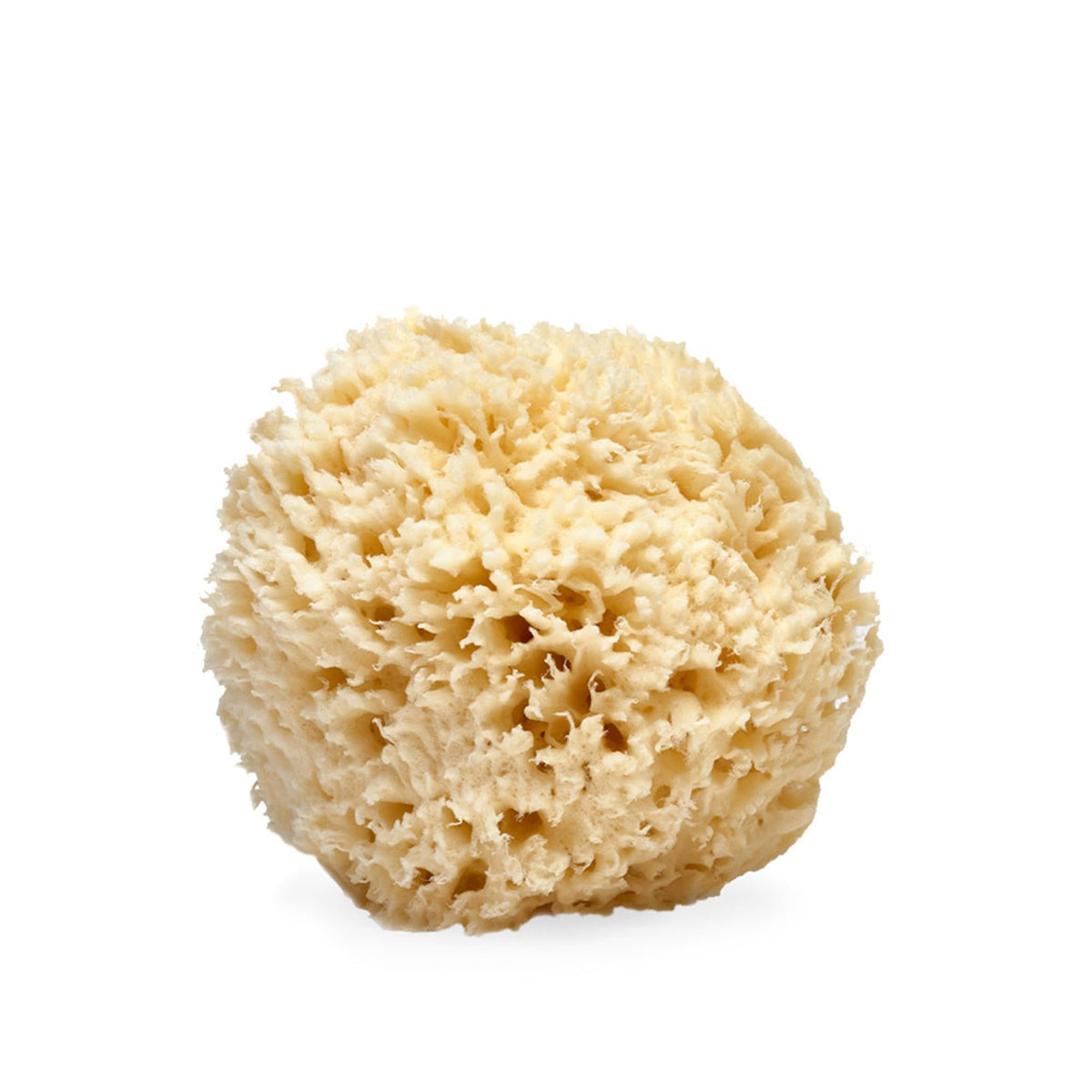 LATHER front view of natural sea wool sponge showing shape and size benefits