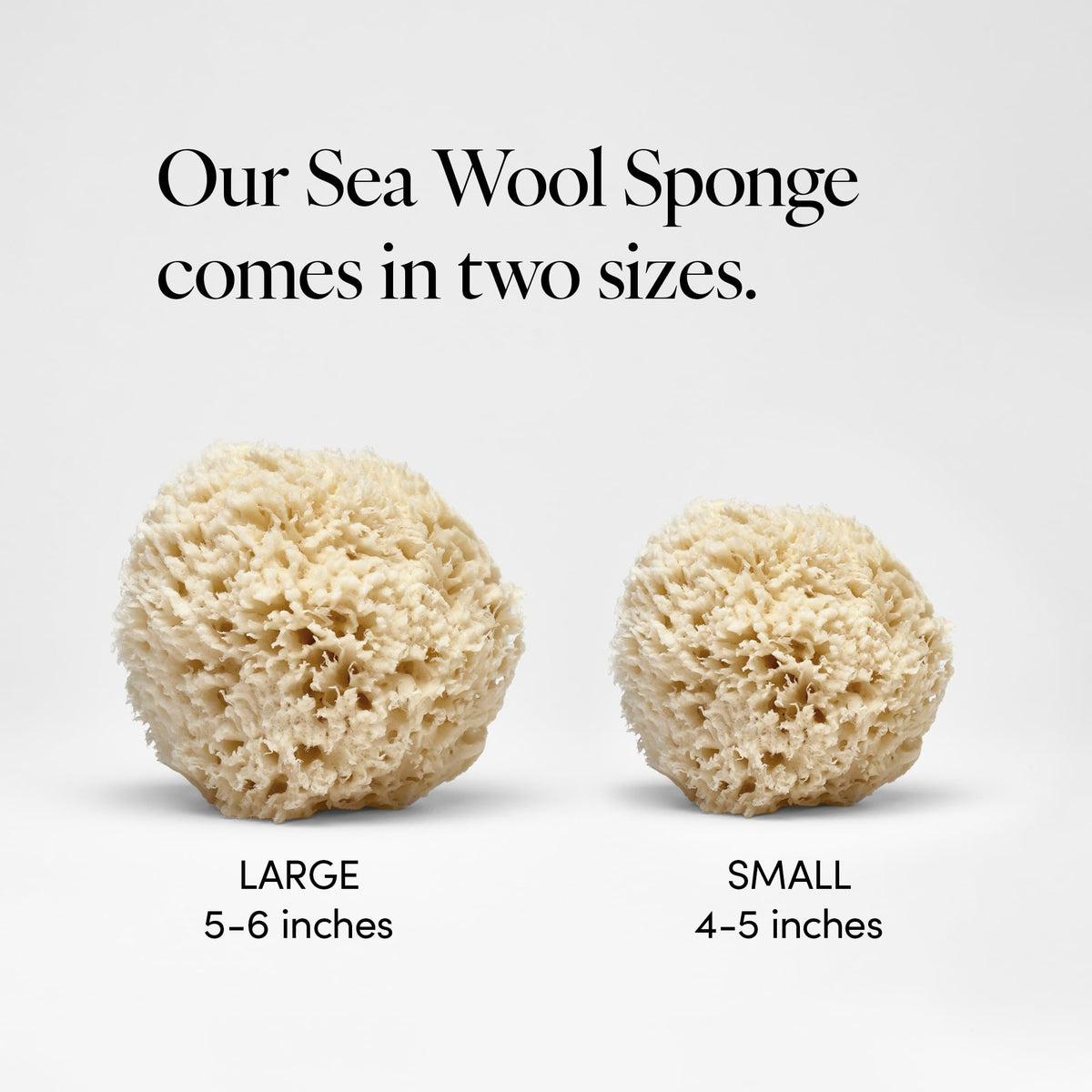 LATHER sponge held in hand to show 4–5 inch scale and easy handling