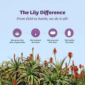 Lily Of The Desert bottle in a beach bag for on-the-go soothing