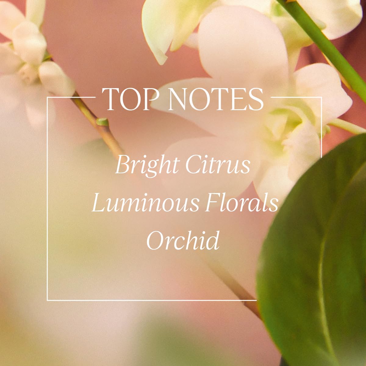 L'OCCITANE ingredients label close-up highlighting recognizable botanical notes and transparency