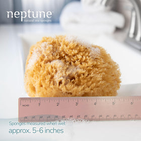 NEPTUNE close-up of sponge texture showing soft pores for gentle exfoliation