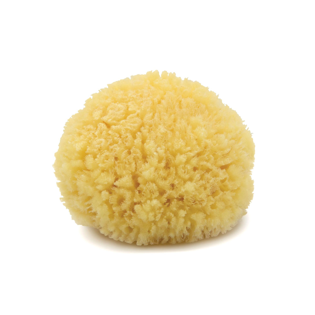 NEPTUNE front view of dry Caribbean sea sponge showing natural shape and eco benefit