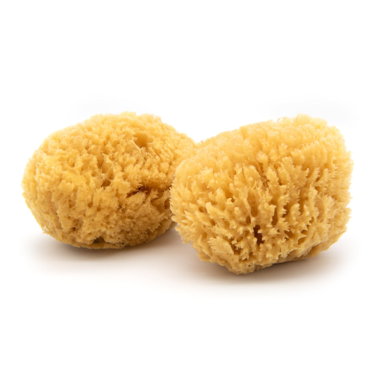 NEPTUNE two-pack front view showing soft sponges and eco-friendly packaging