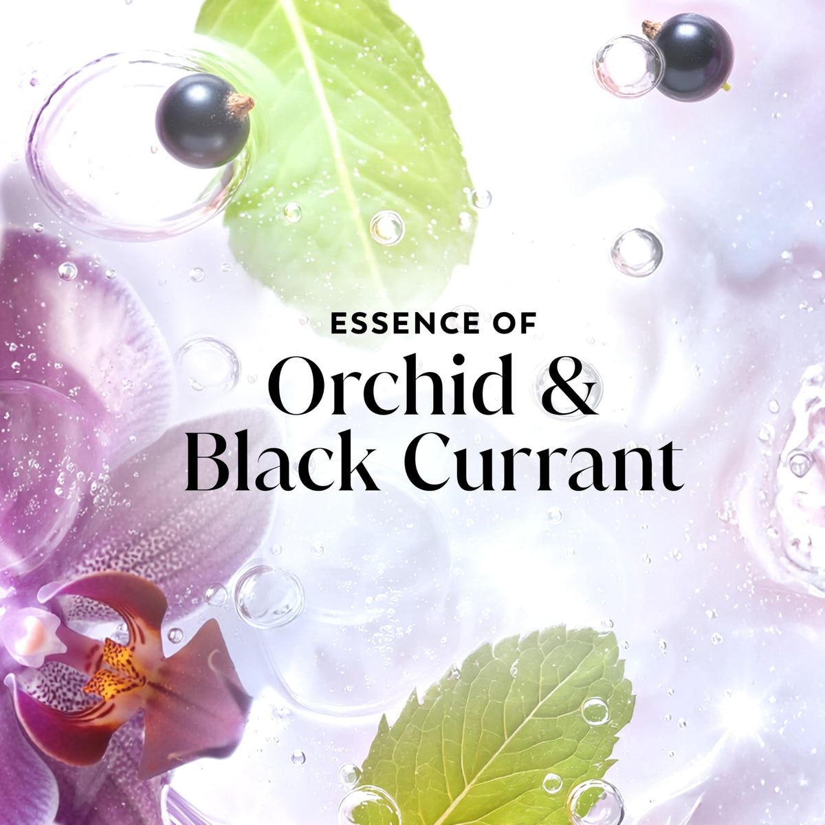 Olay Orchid and Black Currant essence visual for refreshing scent benefit