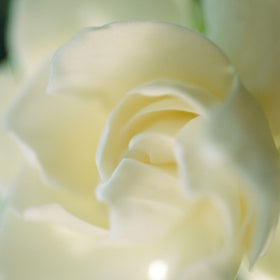 Paul Sebastian design worn in evening setting conveying floral-to-musk transition