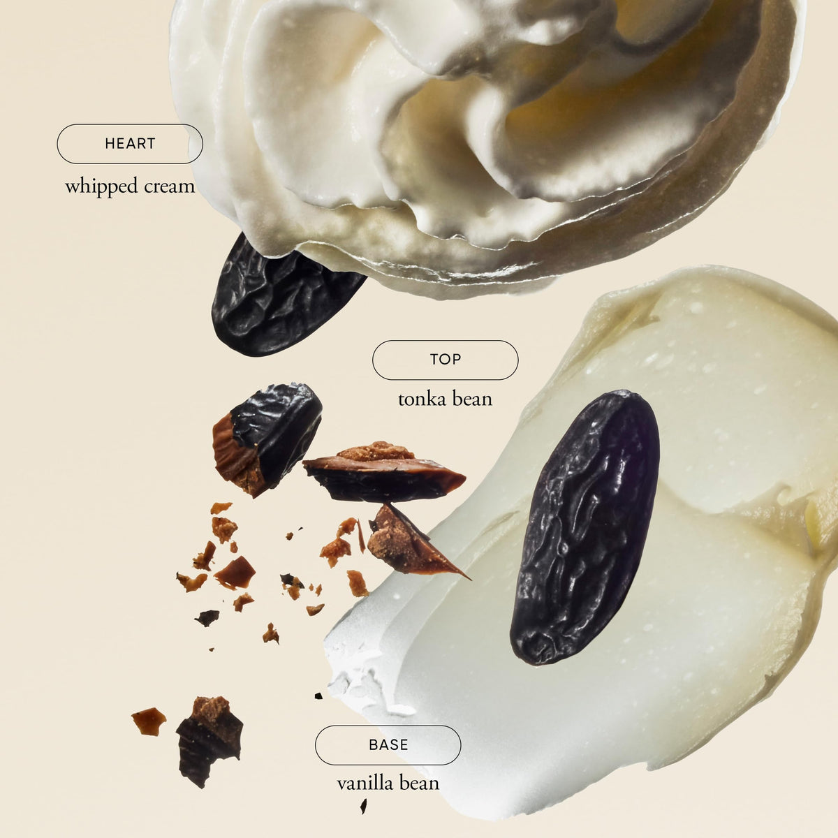 philosophy close-up on vanilla note conveying creamy comforting aroma
