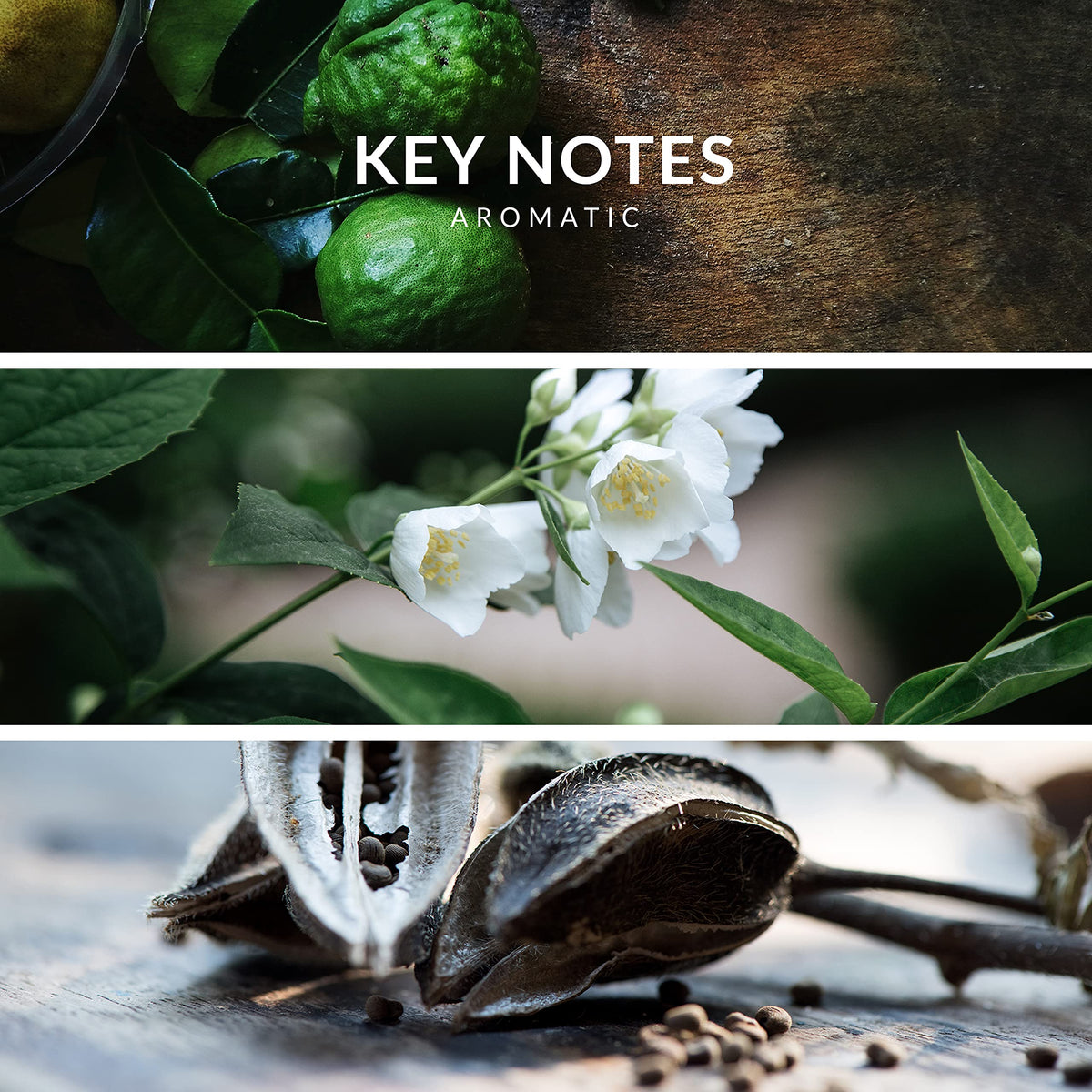 Reyane Tradition Insurrection Pure notes pyramid displaying fragrance layers for informed choice