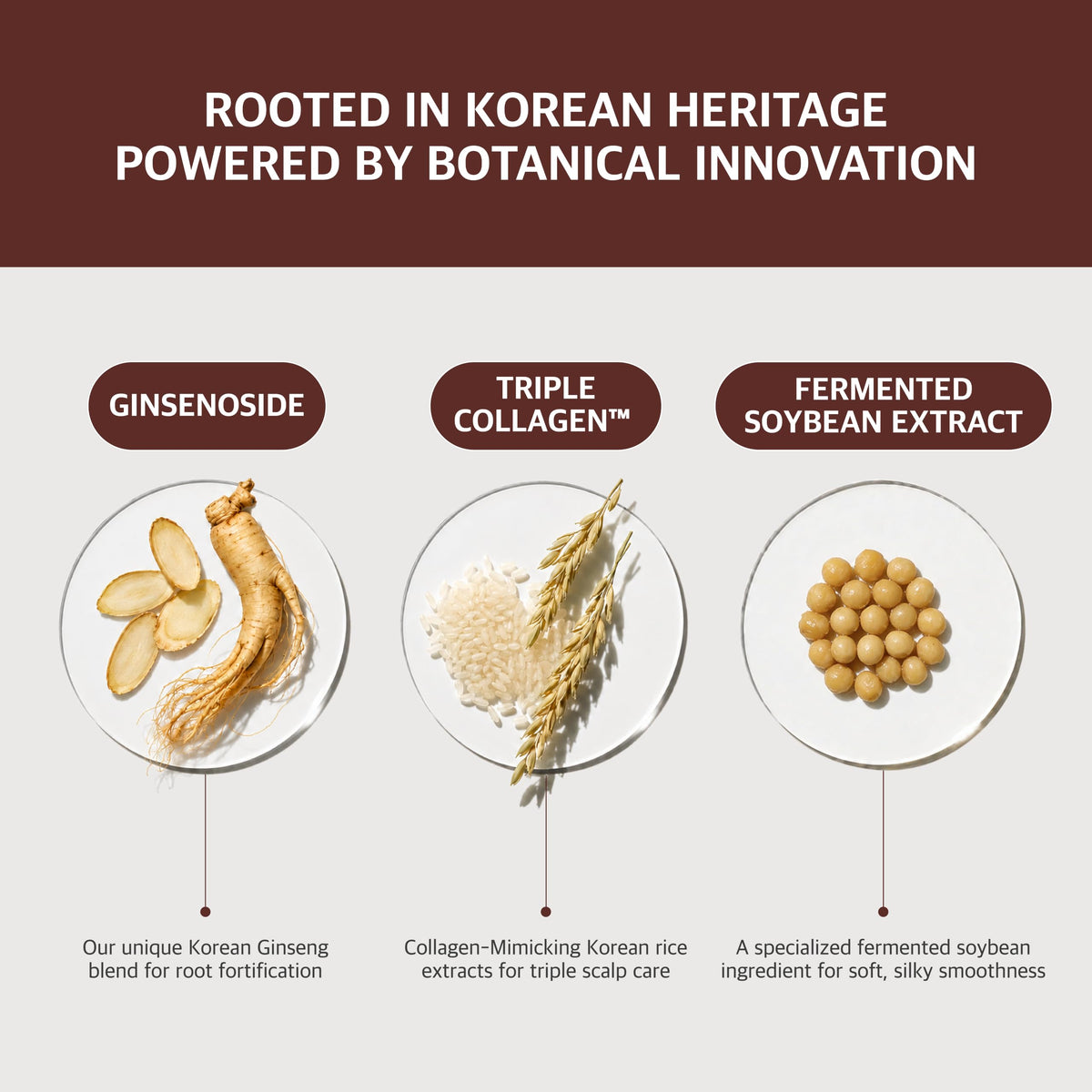 RYO close-up Korean ginseng extract showcasing botanical strength