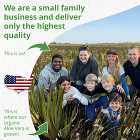 Seven Minerals fresh aloe leaves harvested in Texas showing purity and potency benefit