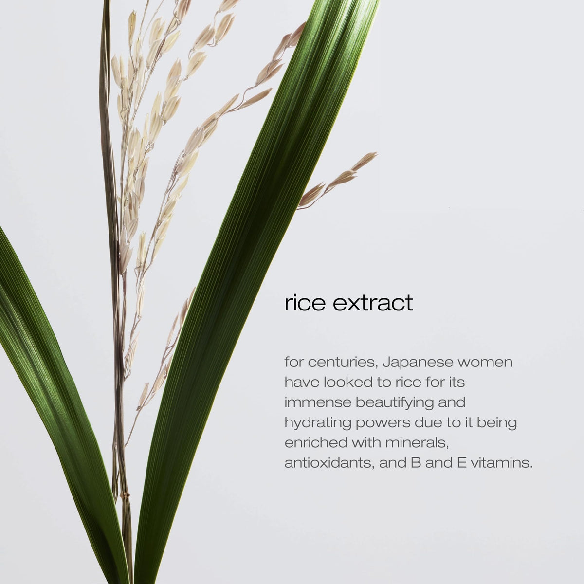 shu uemura art of hair with Japanese rice extract ingredient display for nourishing benefits