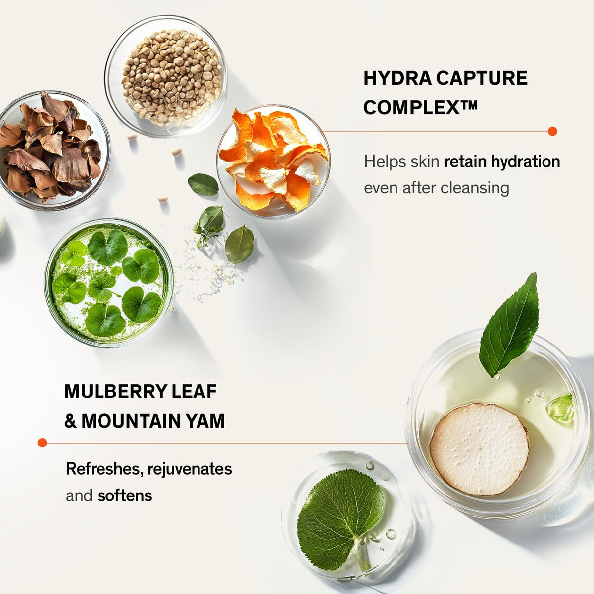 Sulwhasoo mulberry leaf ingredient visual highlighting natural support