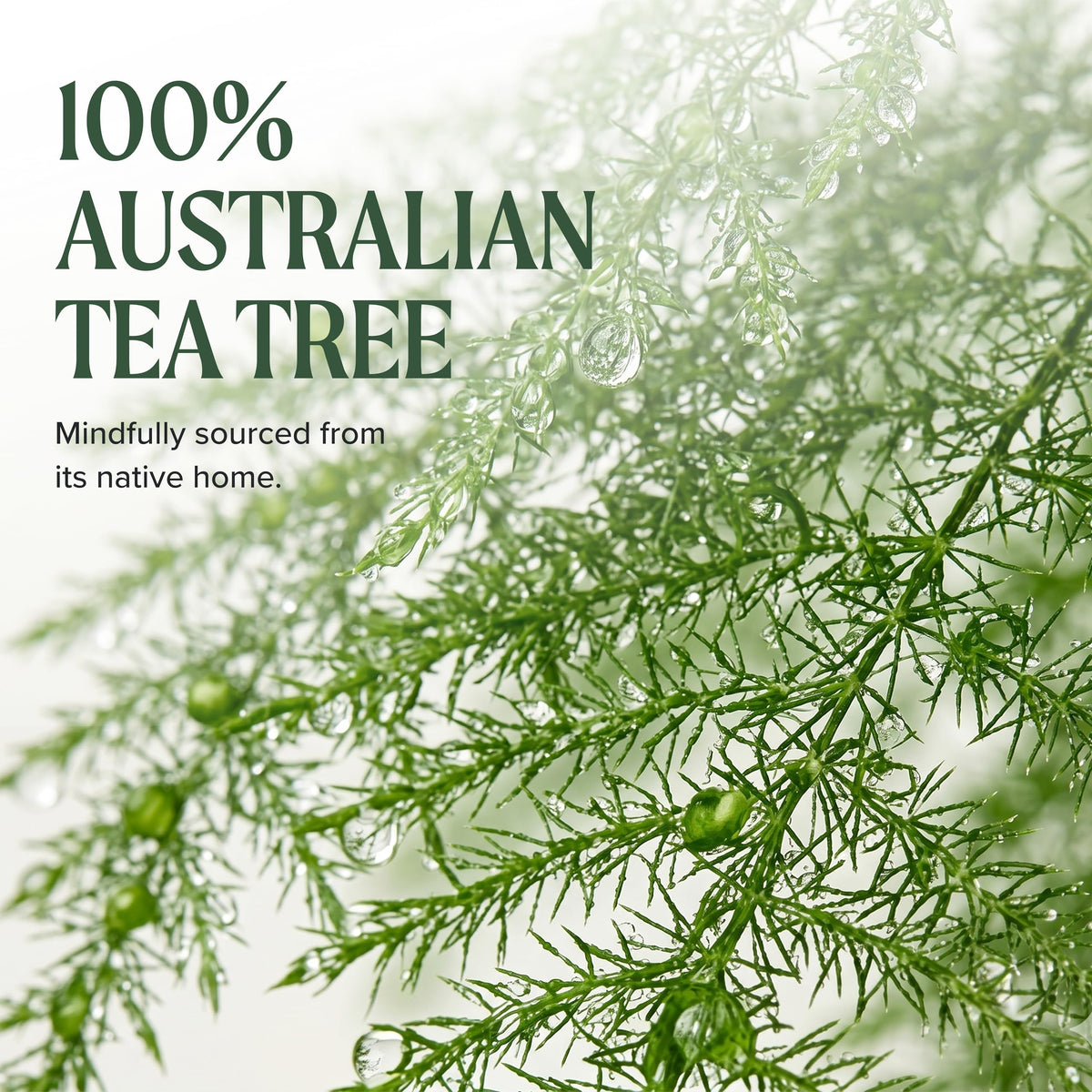 Tea Tree being rubbed on forearm, body hydration and cooling peppermint benefit