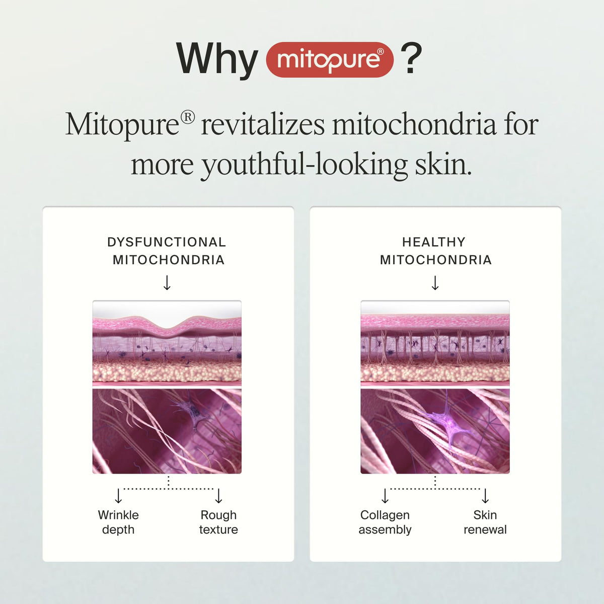 Timeline Mitopure cream texture closeup illustrating lightweight spreadability and quick absorption benefit