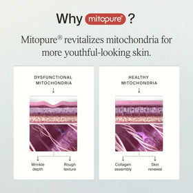 Timeline Mitopure cream texture closeup illustrating lightweight spreadability and quick absorption benefit
