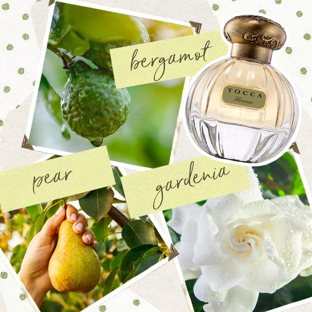 Tocca Florence ingredients display with bergamot pear gardenia indicating scent profile