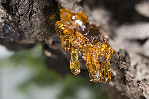 Resin close-up from Boswellia serrata source, shows natural origin and authentic sourcing