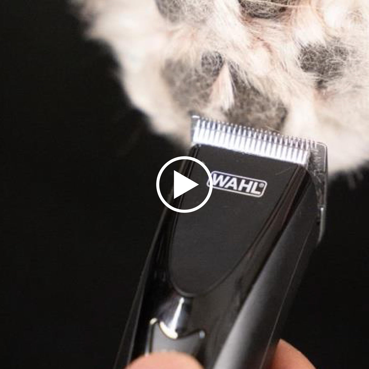 Wahl combs used on dog illustrating comfortable grooming results