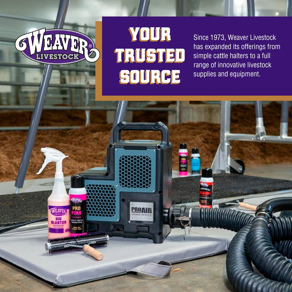 Weaver Livestock show prep lifestyle with groomed animal highlighting polished coat