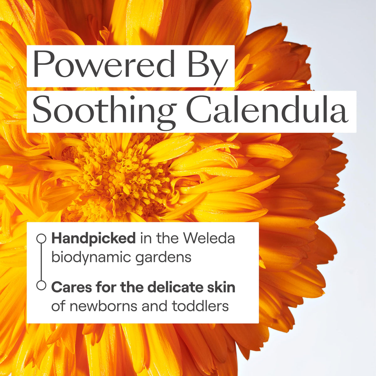 Weleda calendula extract close-up, emphasizing botanical soothing properties