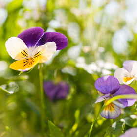 Weleda Skin Food applied to elbow showing reduced roughness and targeted nourishment for dry areas