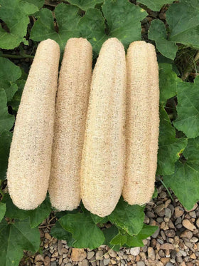 YEMTAL loofah 4-pack front packaging showing eco-friendly set