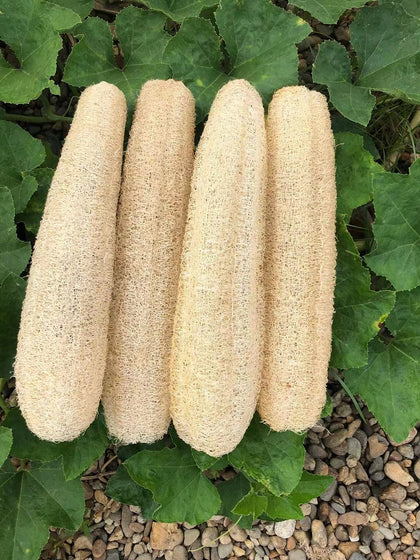 YEMTAL loofah 4-pack front packaging showing eco-friendly set