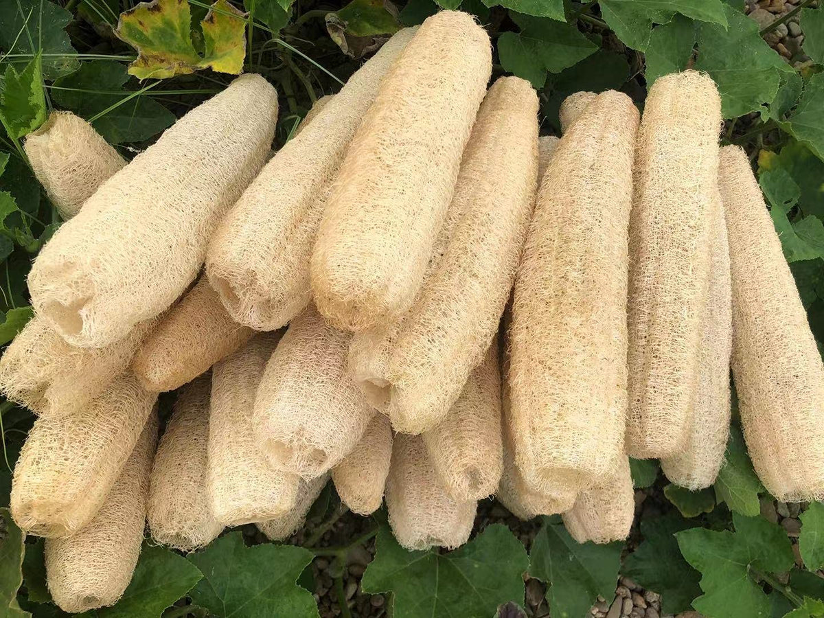 YEMTAL loofah hanging to dry in bathroom to prevent mildew